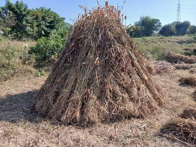 Jowar