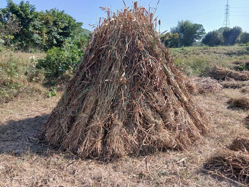 Jowar 0