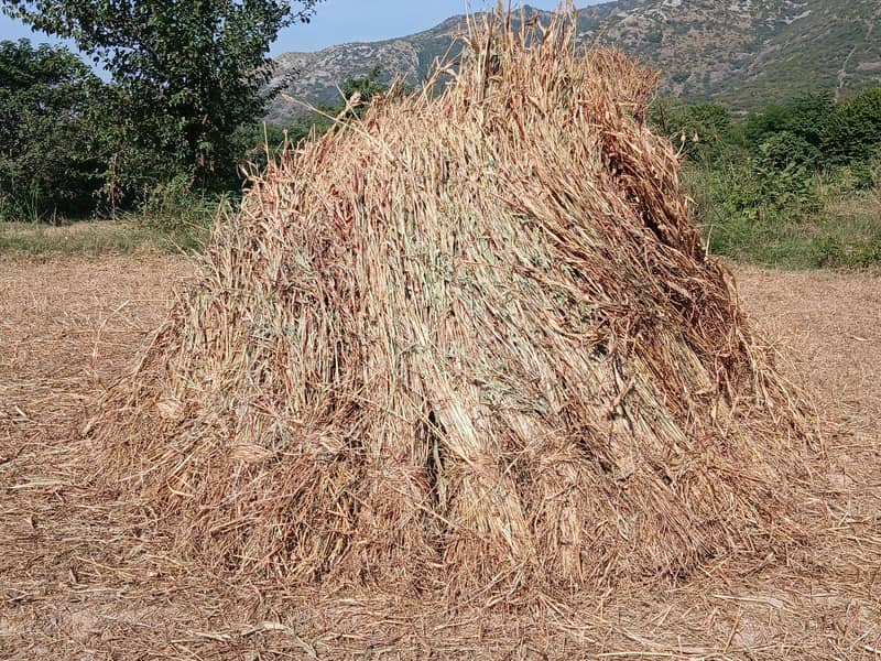 Jowar 1