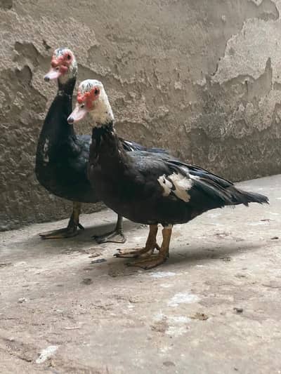 Muscovy ducks pair