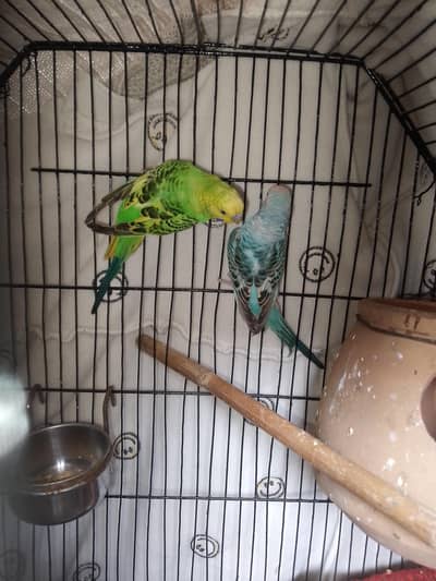 breedar pair