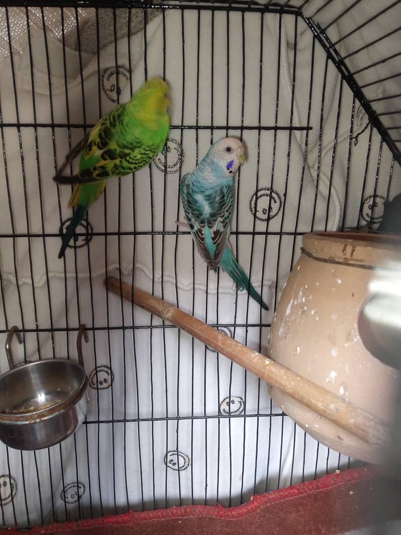 breedar pair 1