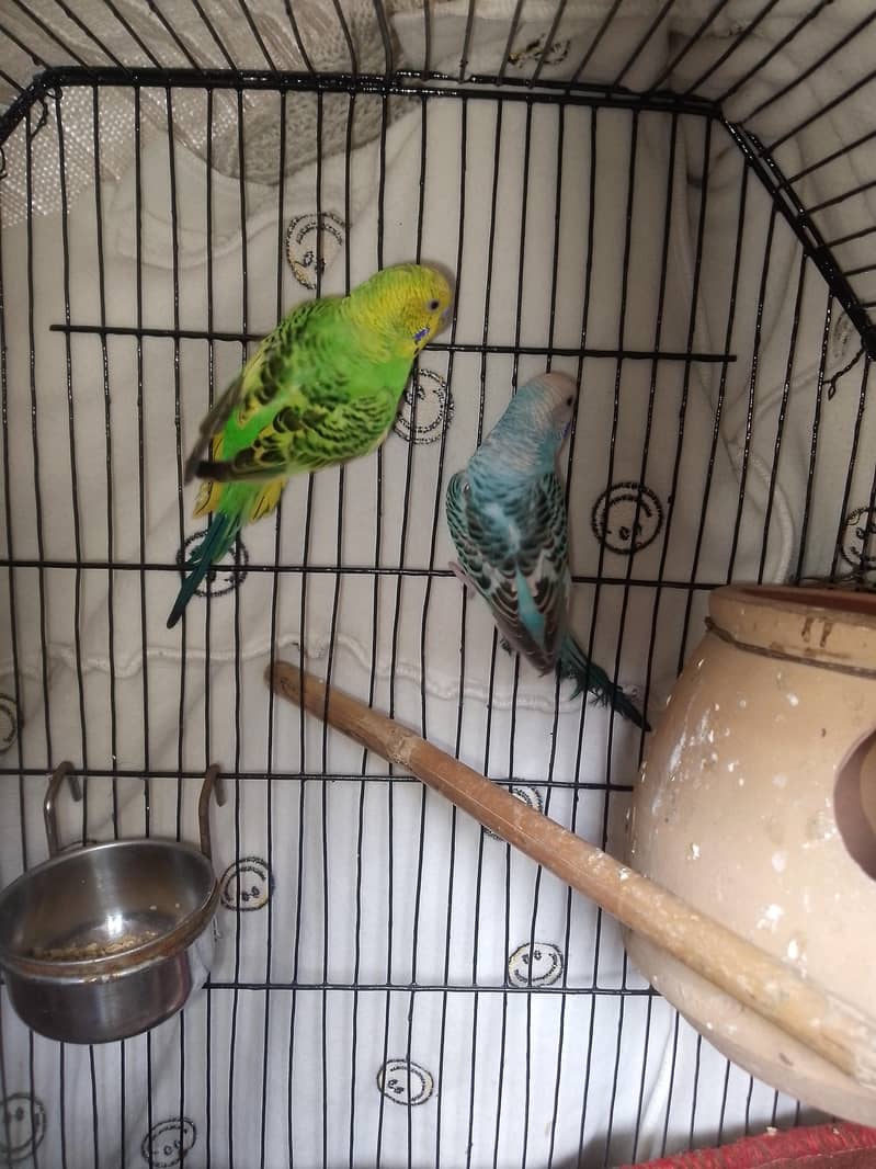 breedar pair 2