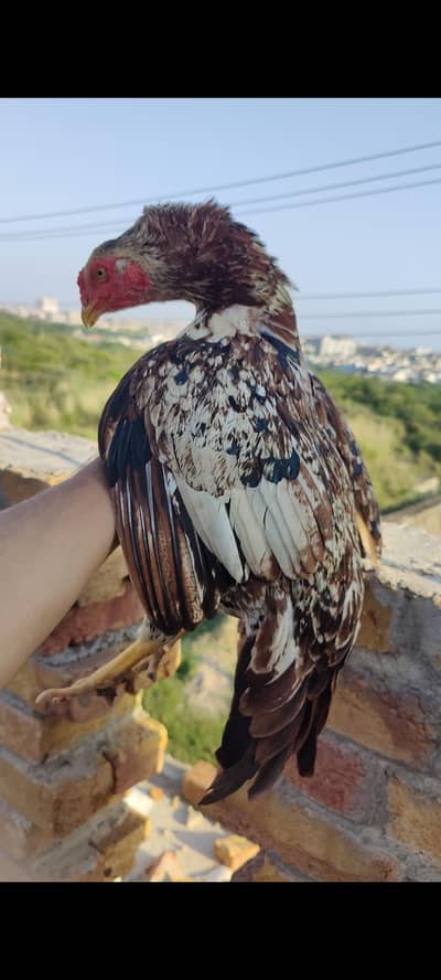 Aseel birds