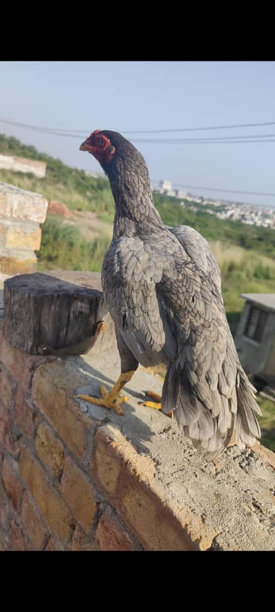 Aseel birds