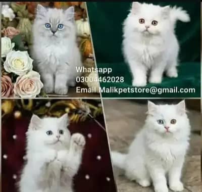 Persian Kittens | Persian Cat | Punch Face Persian | Triple Coated