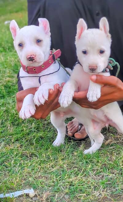 kohati gultar puppy 2 mahnt for sale active and healthy available