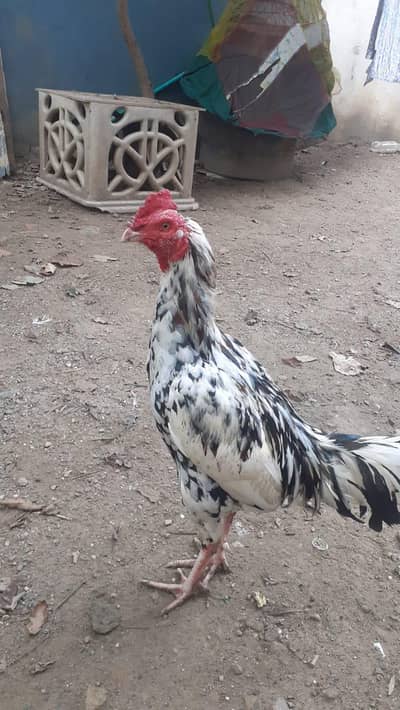 murga for sale