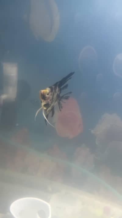 angel fish for sale