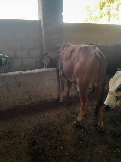 Bull for sale
