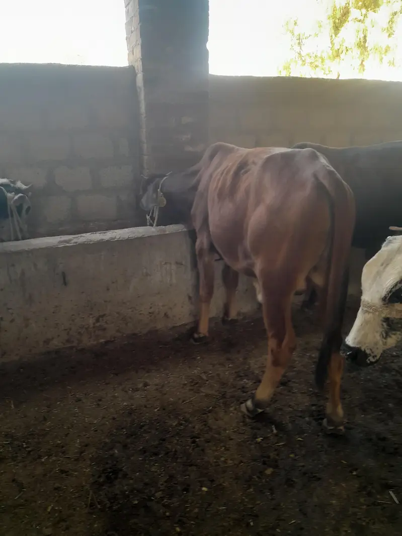Bull for sale