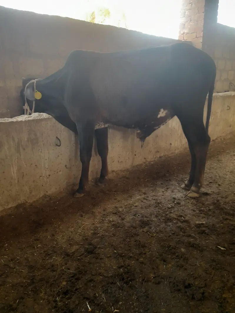 Bull for sale — photo 2