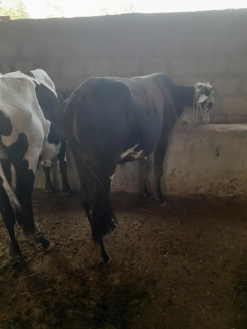 Bull for sale — photo 3