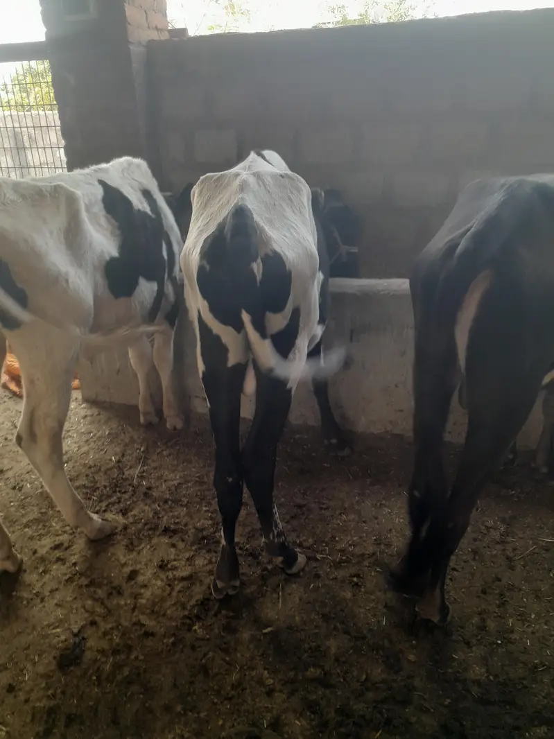 Bull for sale — photo 4