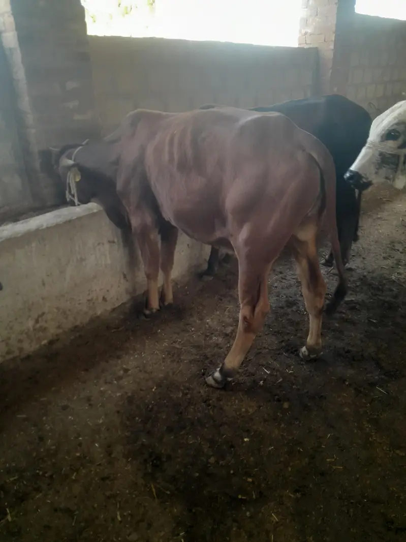 Bull for sale — photo 5