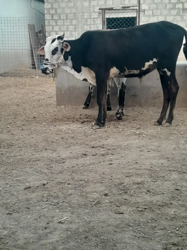 Bull for sale — photo 6