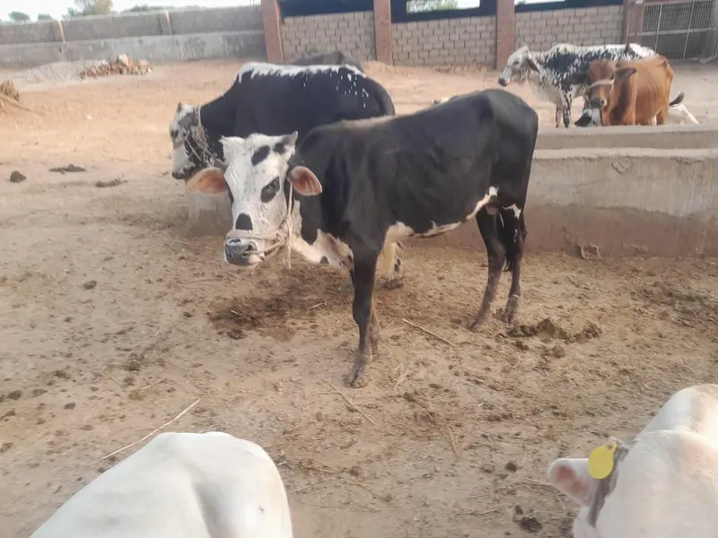 Bull for sale — photo 8