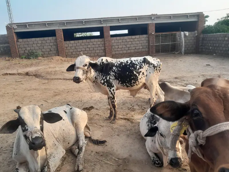 Bull for sale — photo 9