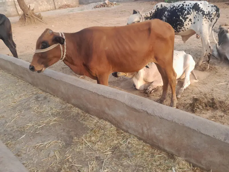 Bull for sale — photo 10