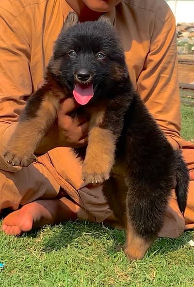 German shepherd long cout 2 mahnt for sale active and healthy