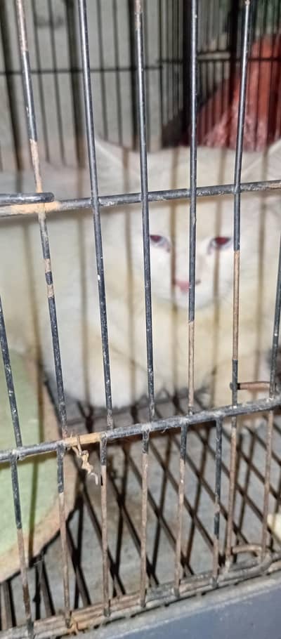 Persian Male Cat for sale. . .