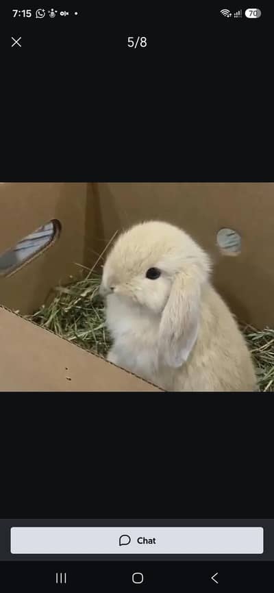 i want new born Rabbies just one week old