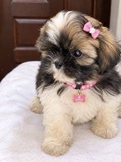  Adorable Shih Tzu Puppies for Sale 