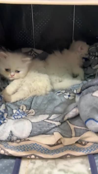 Persian kitten available for booking