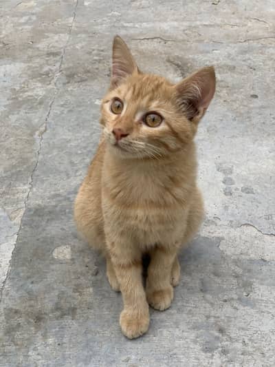 mixed breed half persian / other for adoption