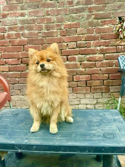 POMRION TEA CUP SIZE MALE BOY AVAILABLE