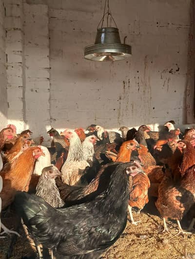 Golden misri egg starter hens available | per kg mil gaein gi | desi .