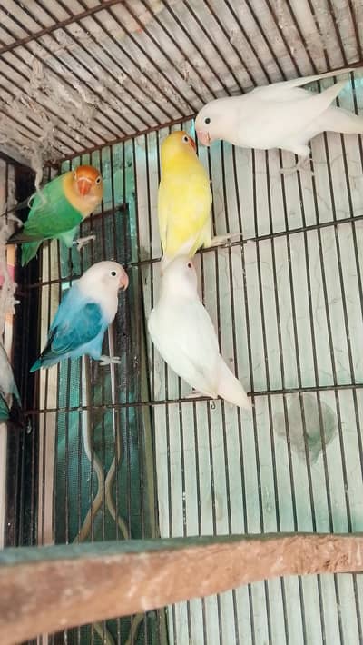 Love bird albino n blue opline