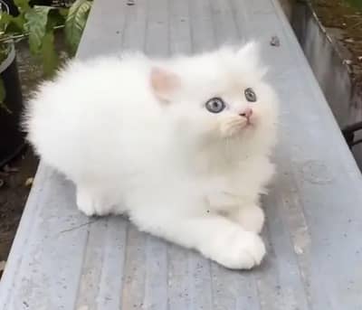 Persian cat for sale 2 month age available