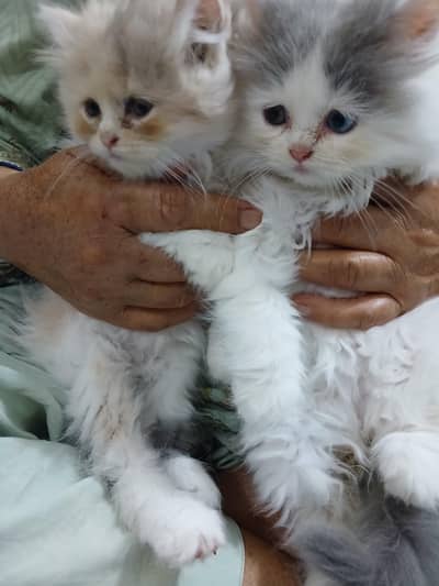 persion kittens