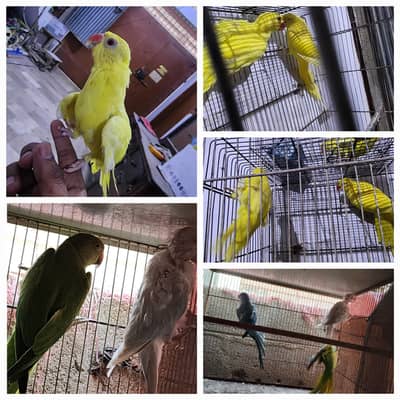 Yellow Ringnack | Blue Ringnack | lacewing | Green Ringnack