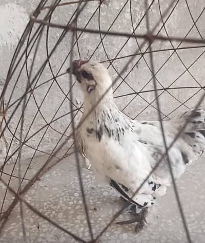 Bantam