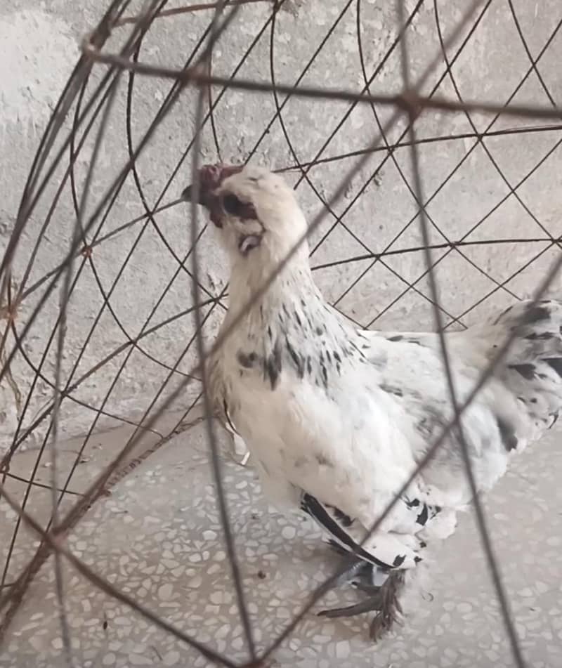 Bantam 0