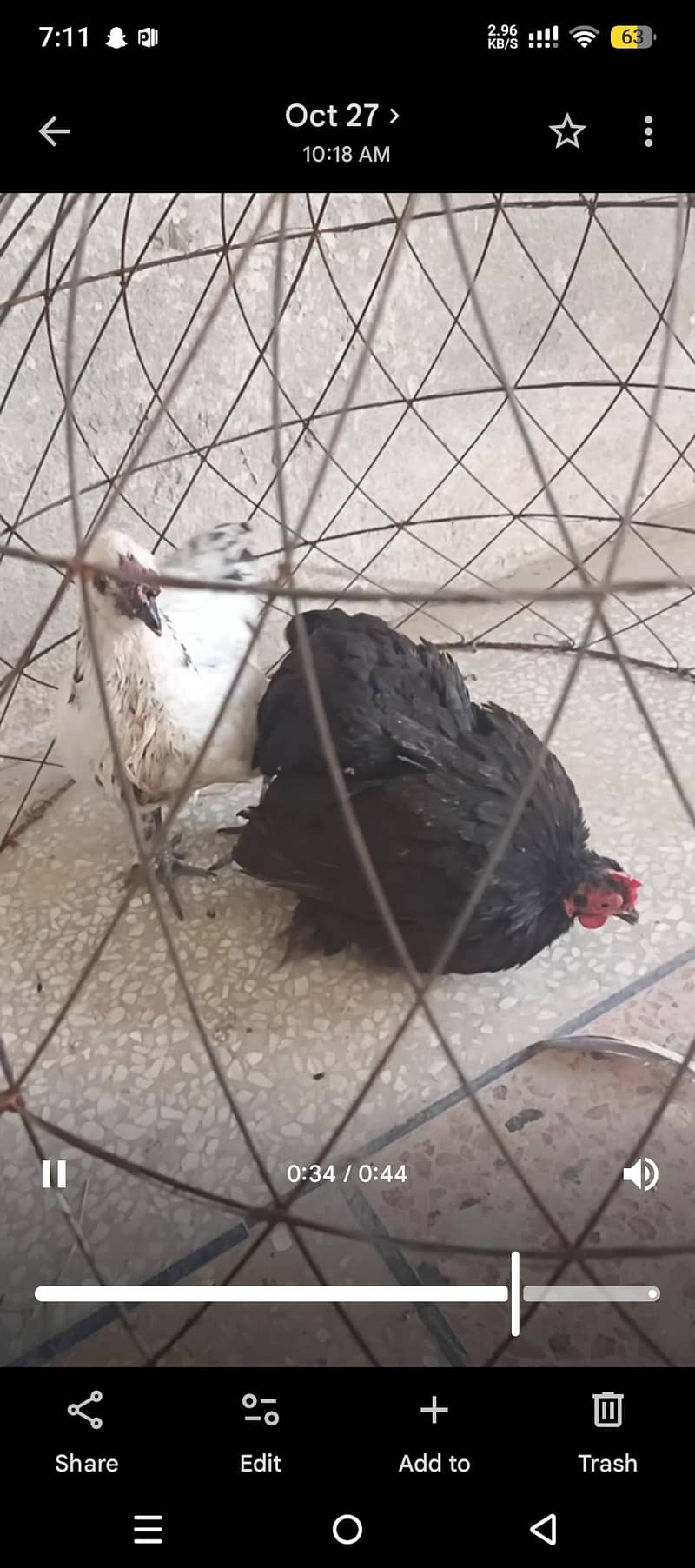 Bantam 1