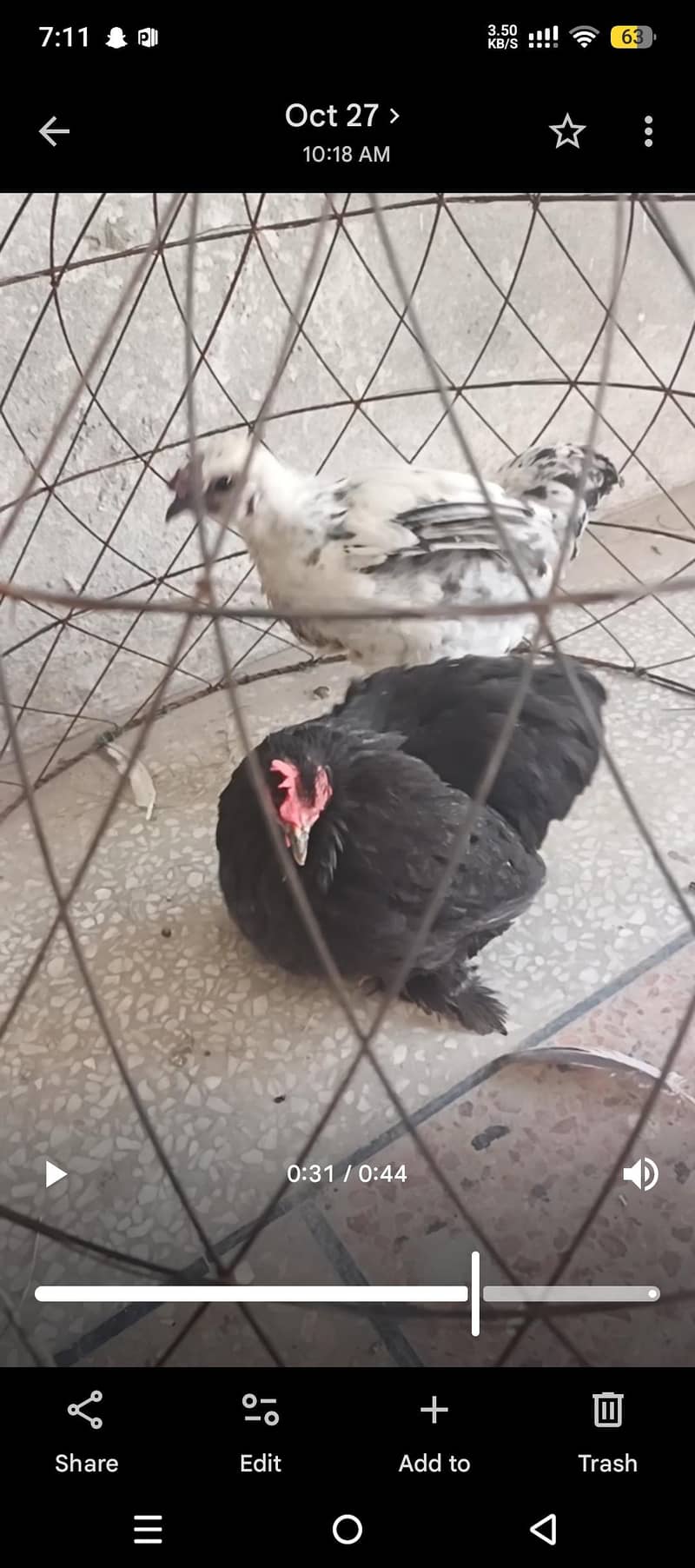 Bantam 2