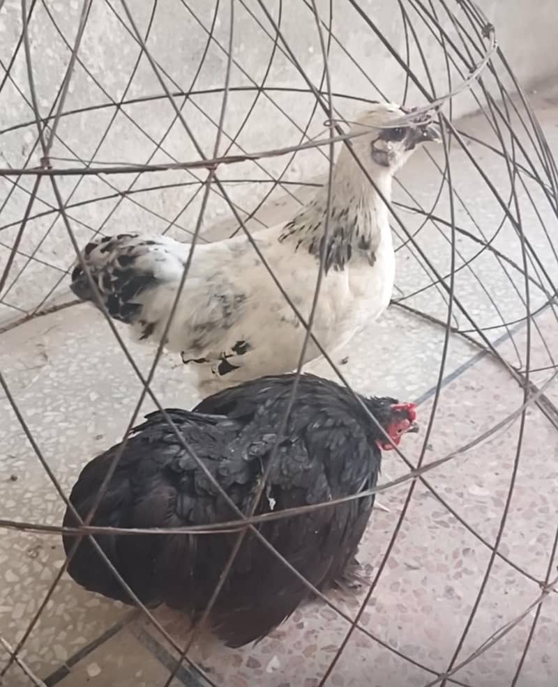 Bantam 4