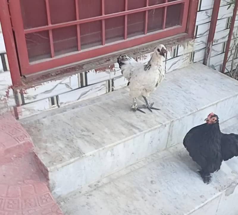 Bantam 5