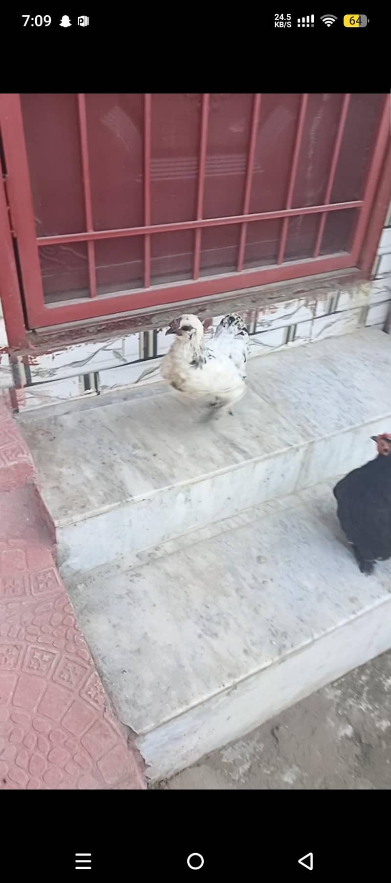 Bantam 6