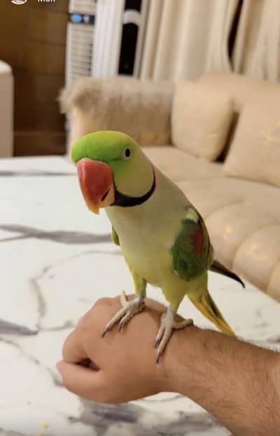 Talking Hand tamed Alaxzandrine parrot with strong Cage