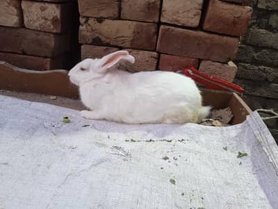 Pure Red Eyes Rabbit Breaded Rabbit