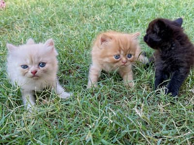 Punch Face kitty pawn colour 45 days age