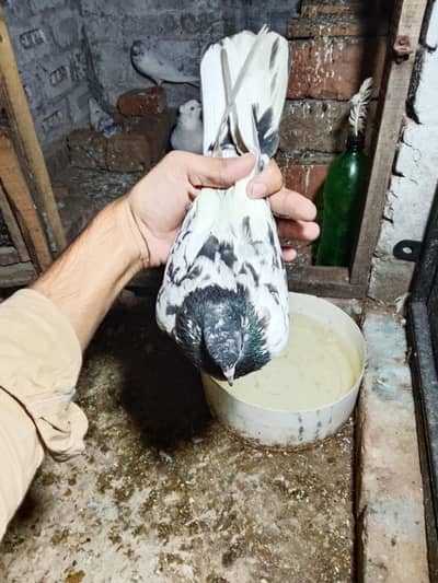 teddy female 1year age