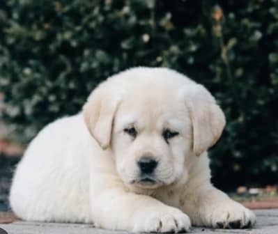 British Labrador high-quality show class