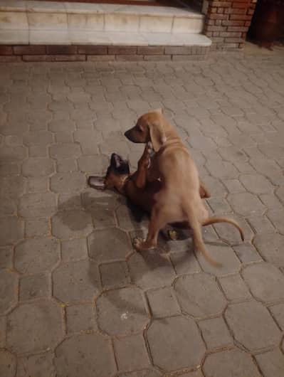 ridgeback puppies