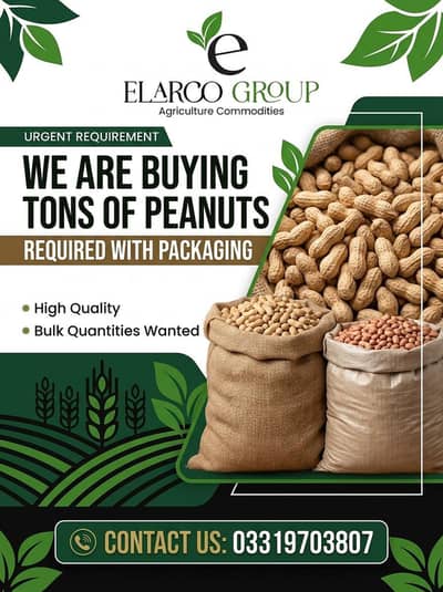 Peanuts fresh from farms