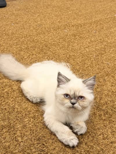 Himalayan persian Cat